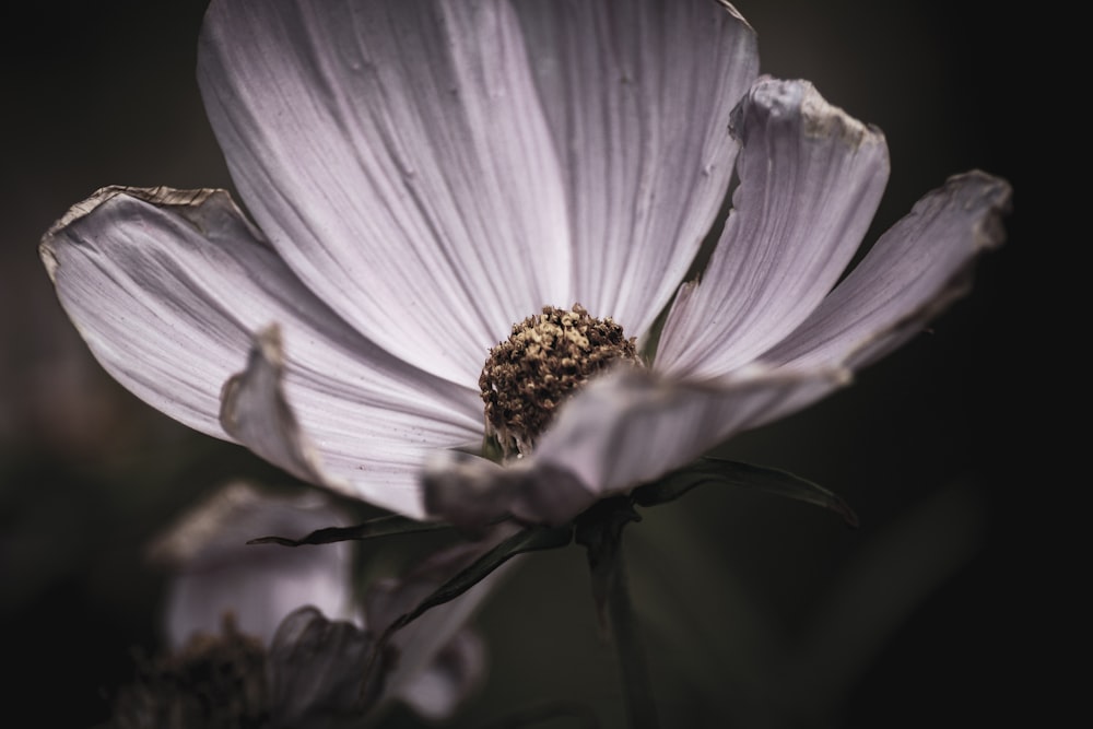 purple flower in macro lens