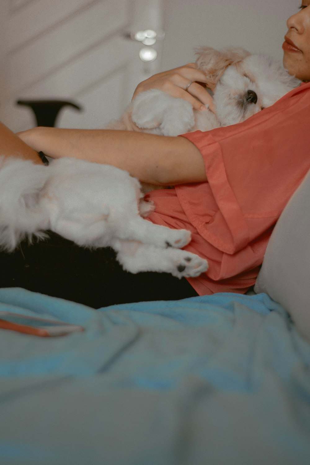 white short coated small sized dog lying on blue textile