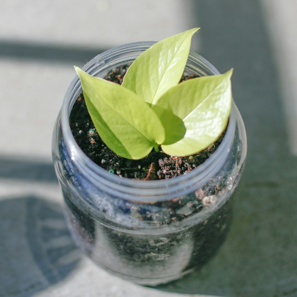 green plant in blue glass jar