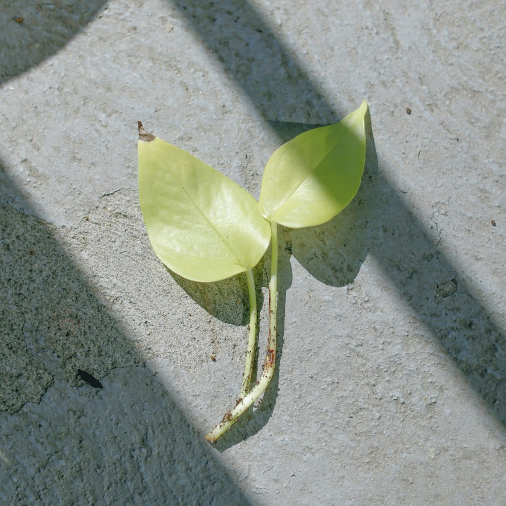 green leaf on gray concrete floor