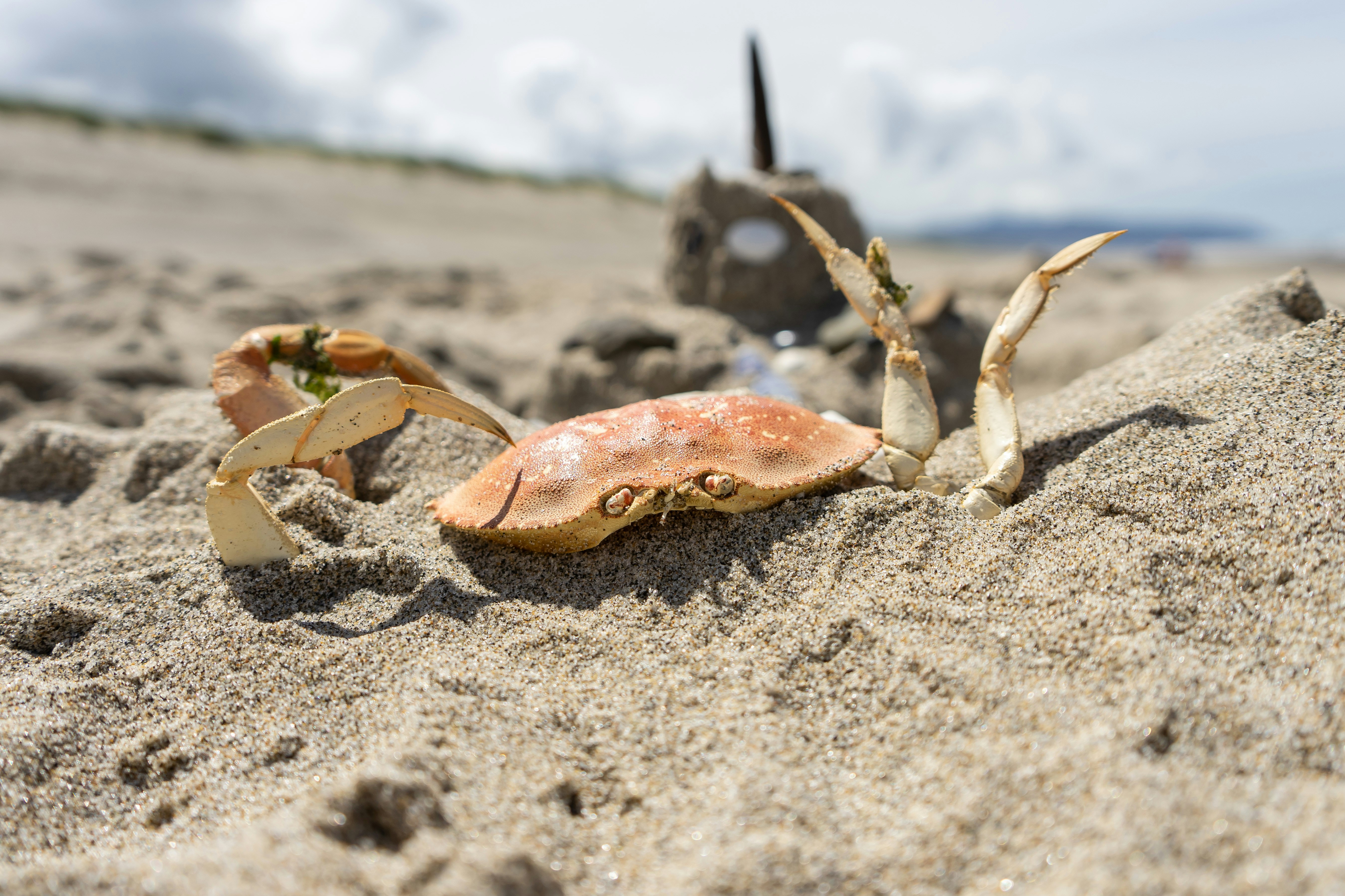 Sternzeichen Krebs 2023: Ein Blick in die Zukunft
