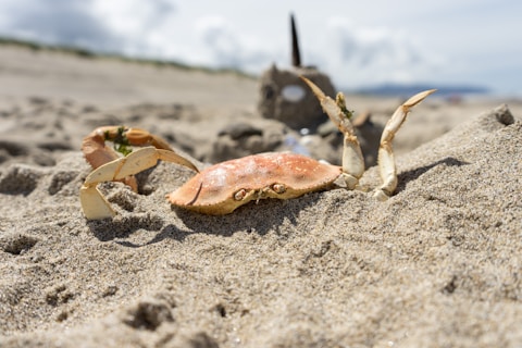 brown crab on brown sand during daytime