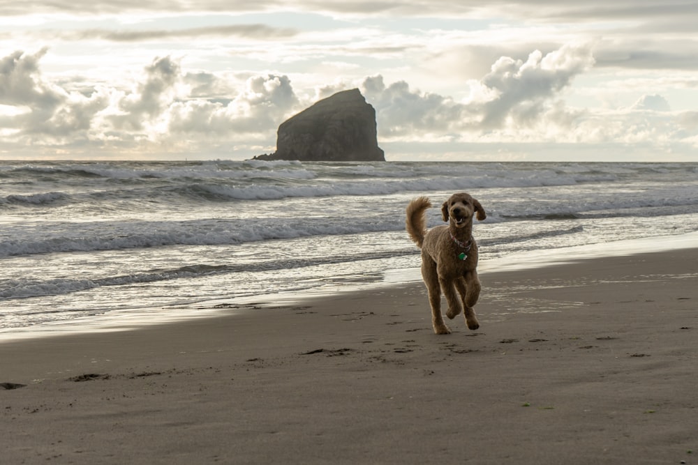 brown short coated dog on beach during daytime