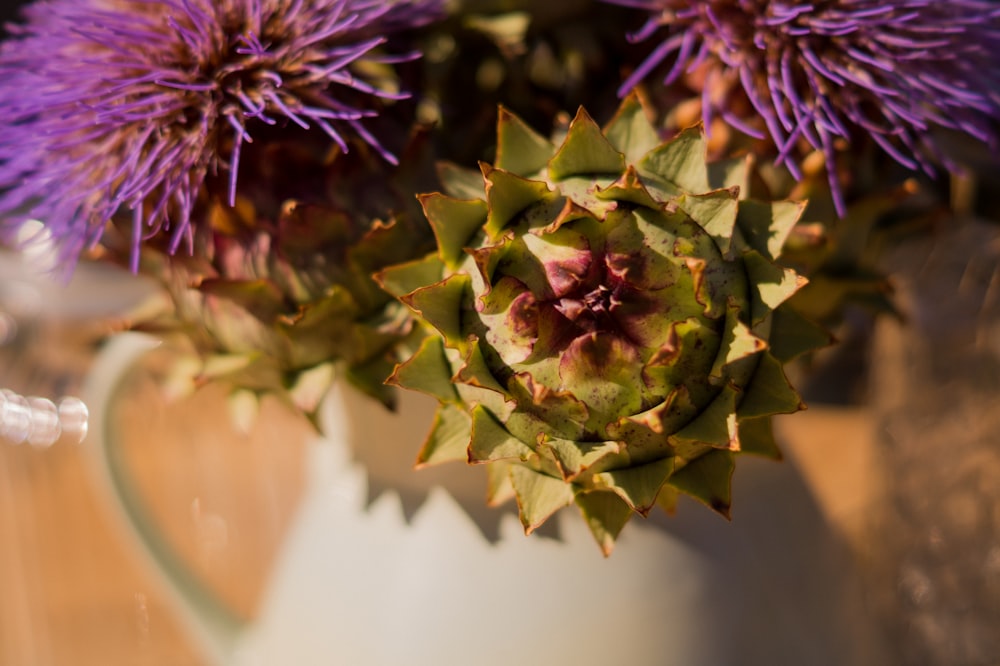 green and purple flower bud