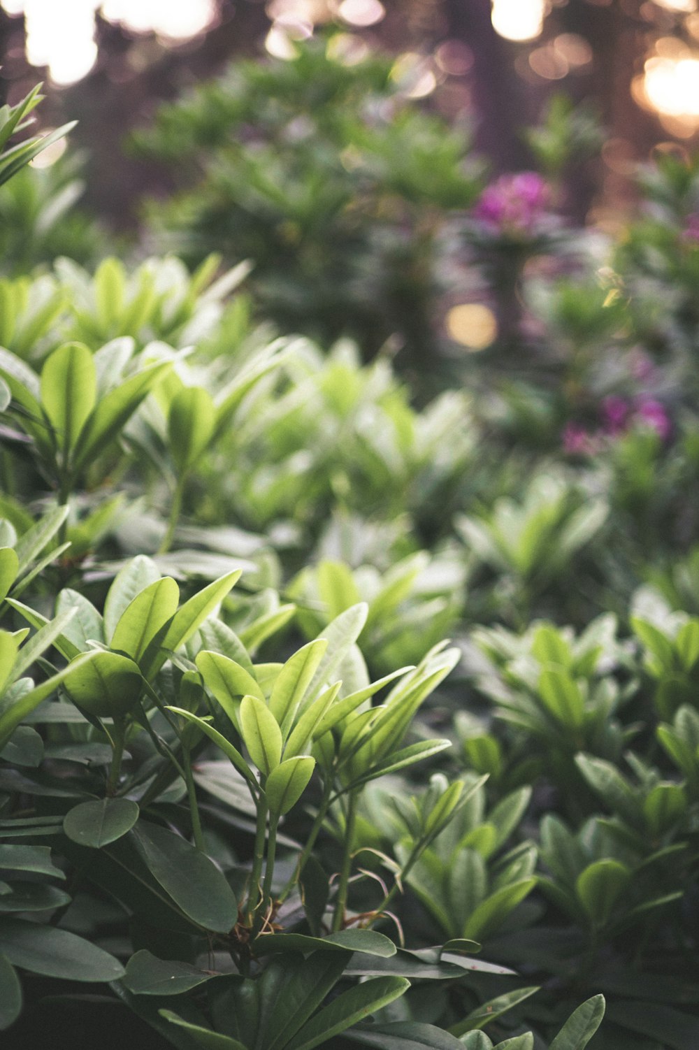 green plant in tilt shift lens