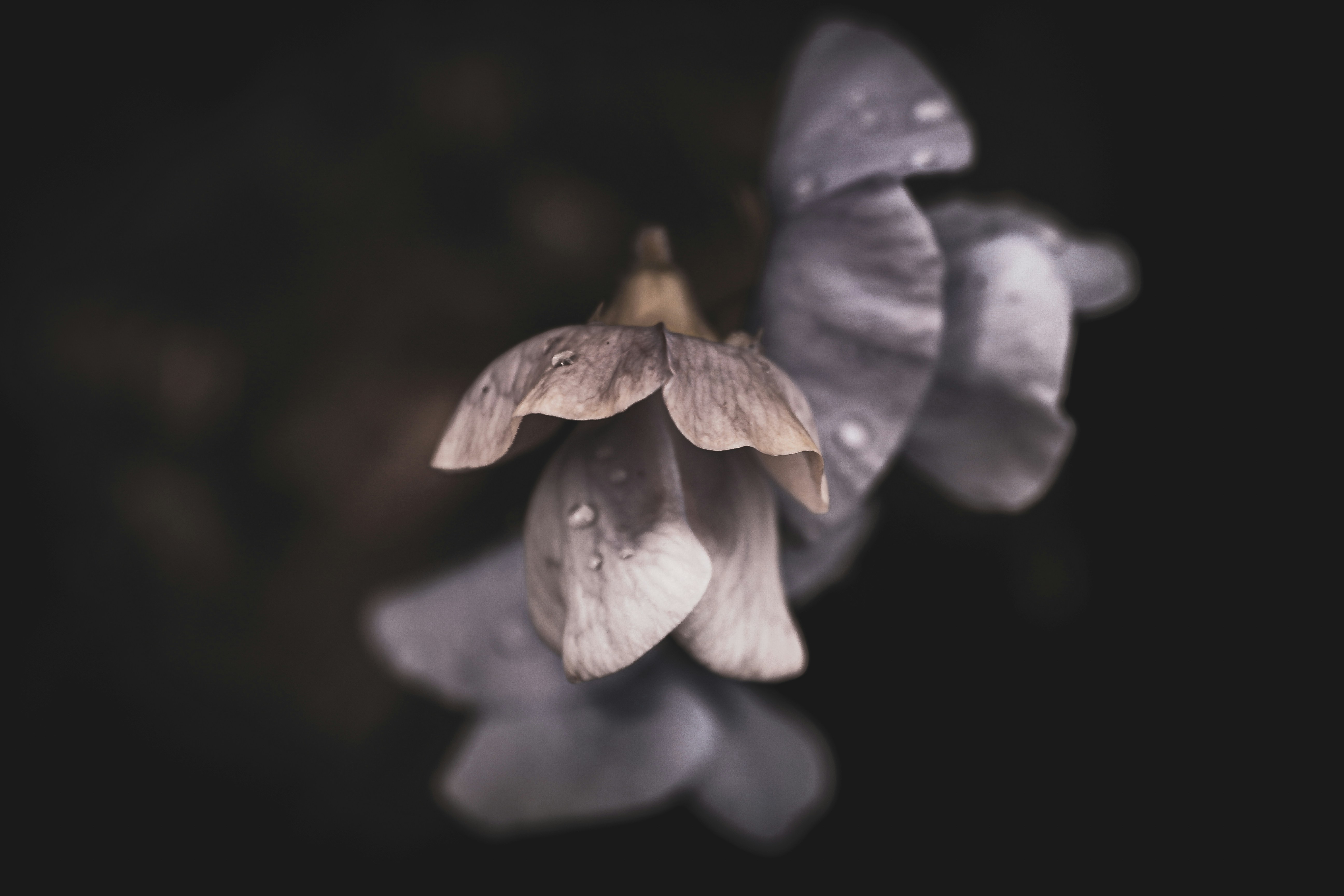 Photo by pixeldebris