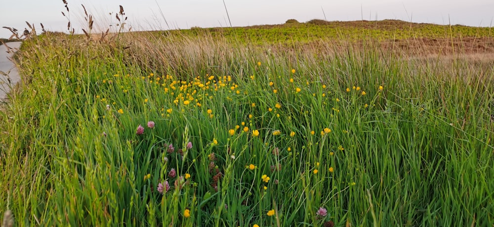 yellow flower field during daytime