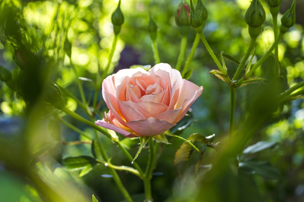 pink rose in bloom during daytime