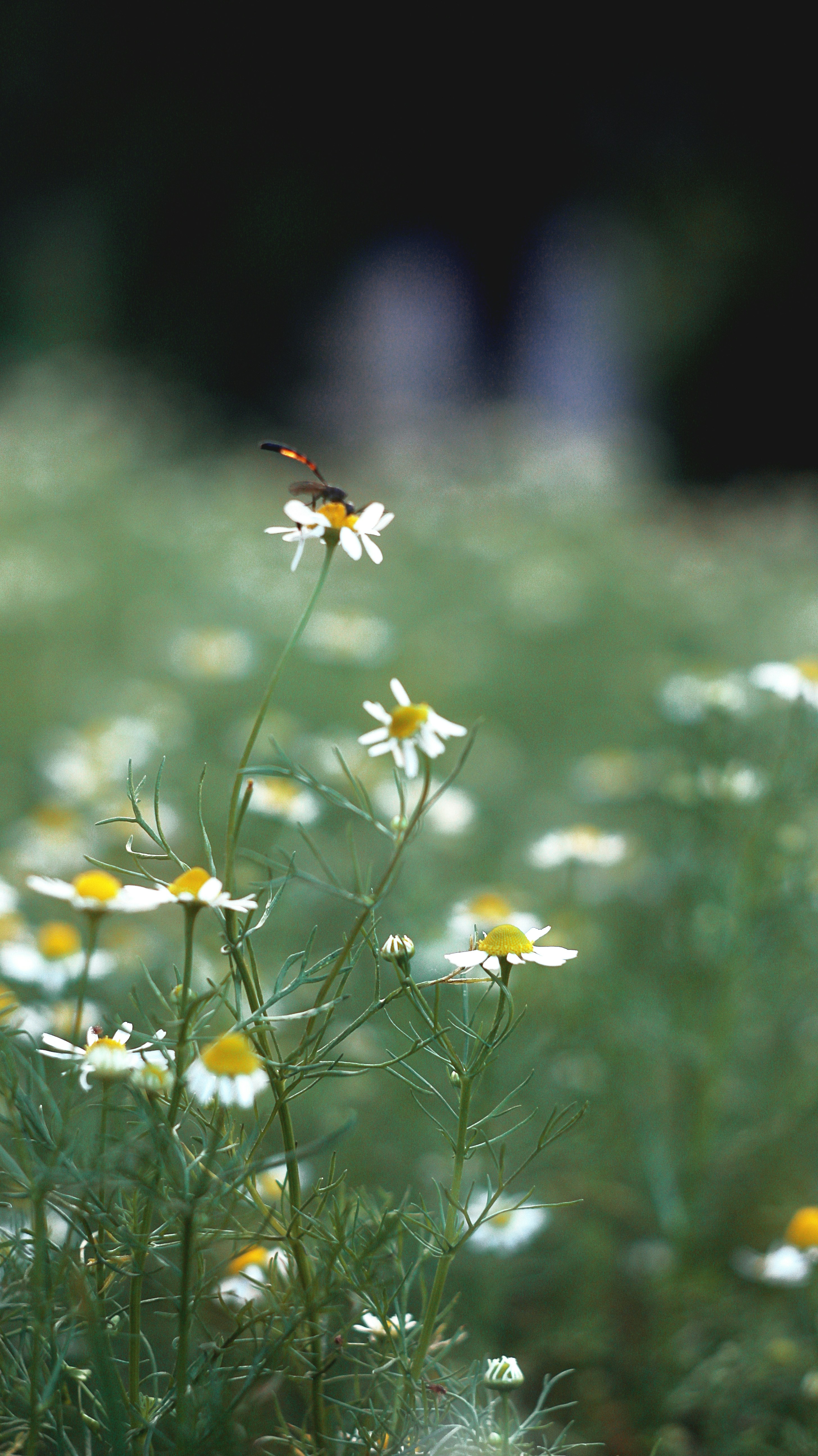 Photo by iamfrancismorgan