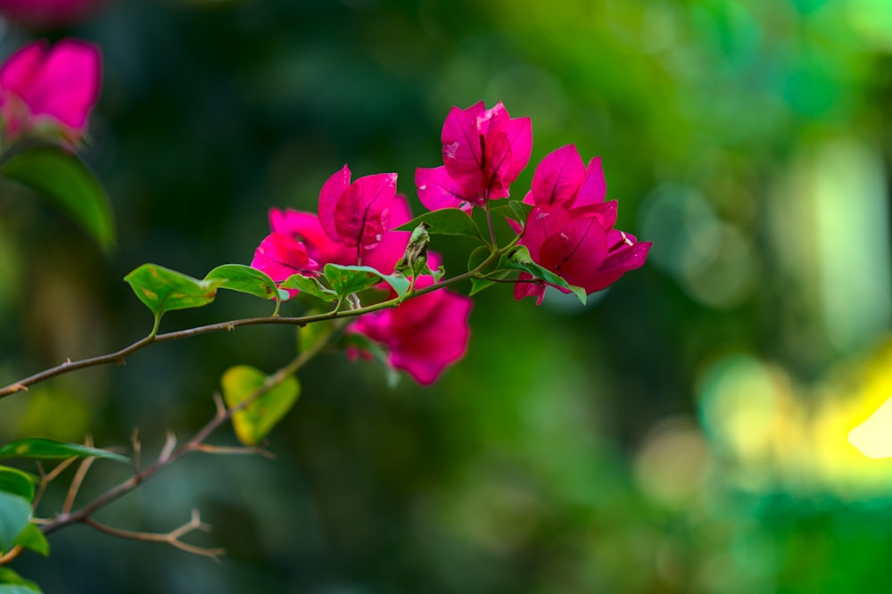 pink flower in tilt shift lens