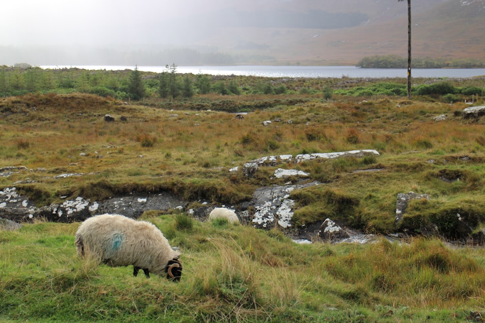 moutons blancs sur un champ d’herbe verte pendant la journée