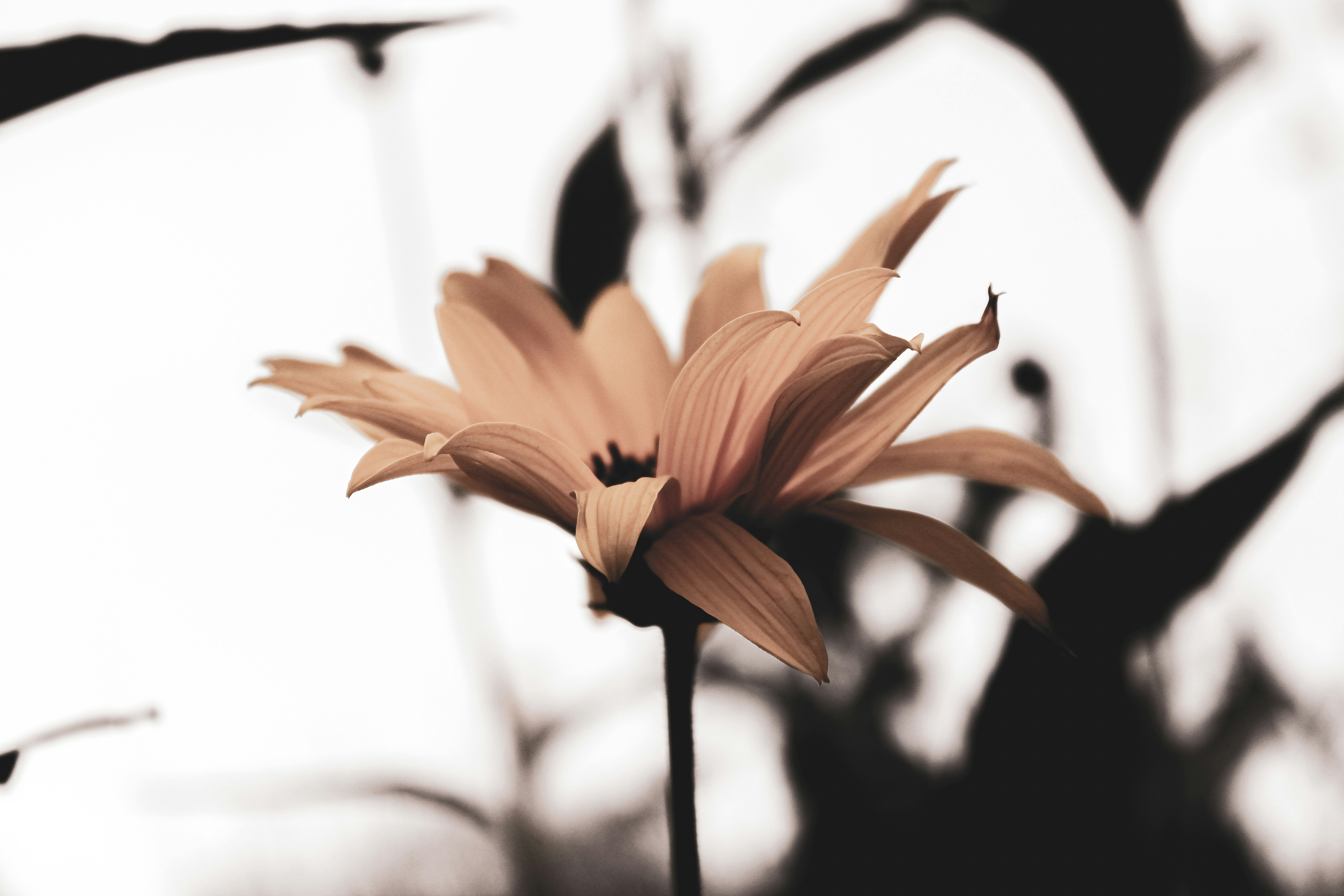 yellow flower in tilt shift lens