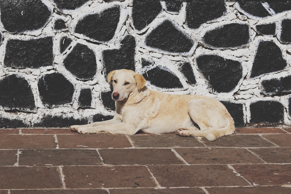 yellow labrador retriever lying on brown brick floor