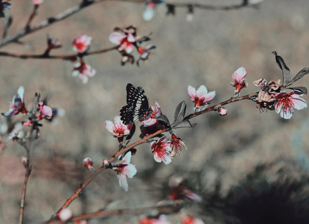 pink and black flower in tilt shift lens