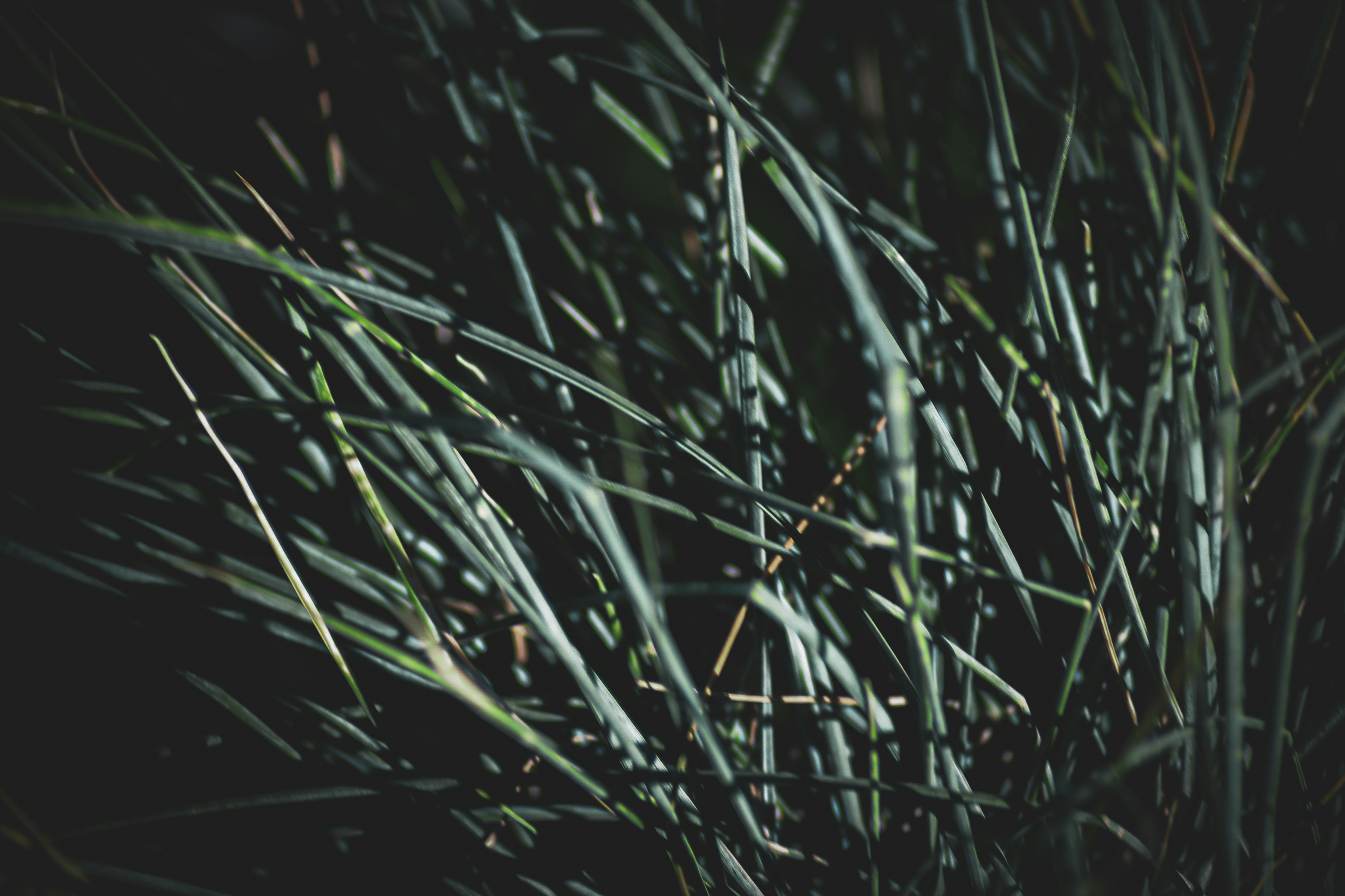 Photo by pixeldebris