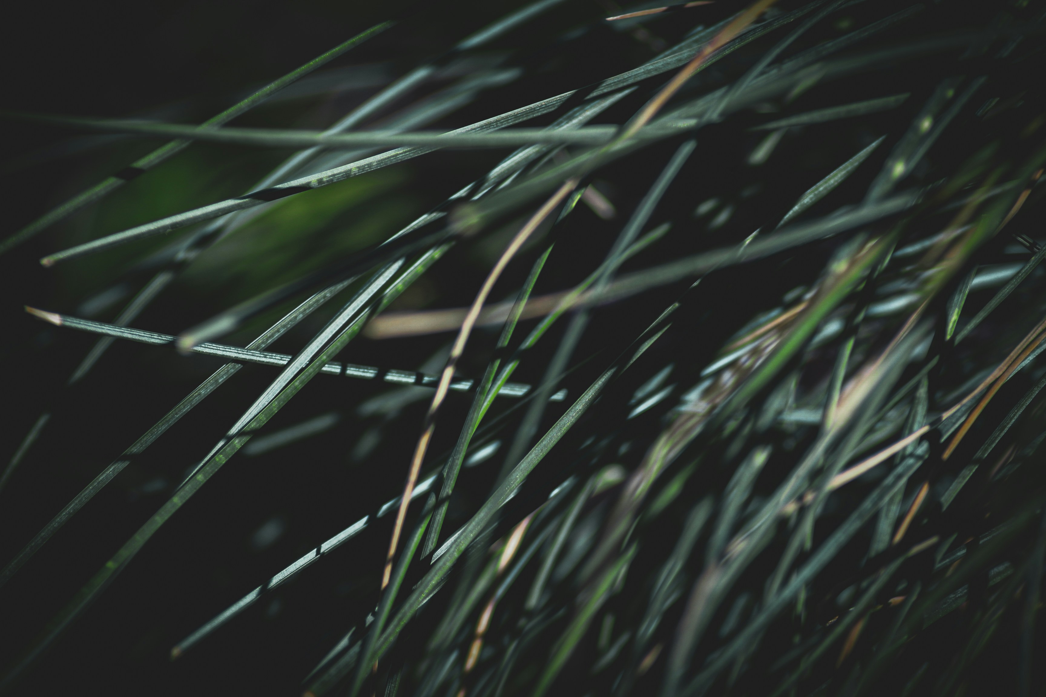 Photo by pixeldebris