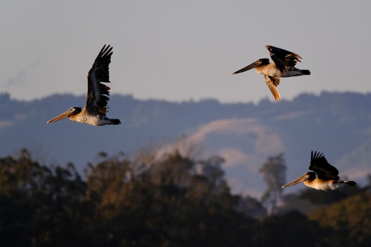 white and black bird flying during daytime in Moss Landing United States