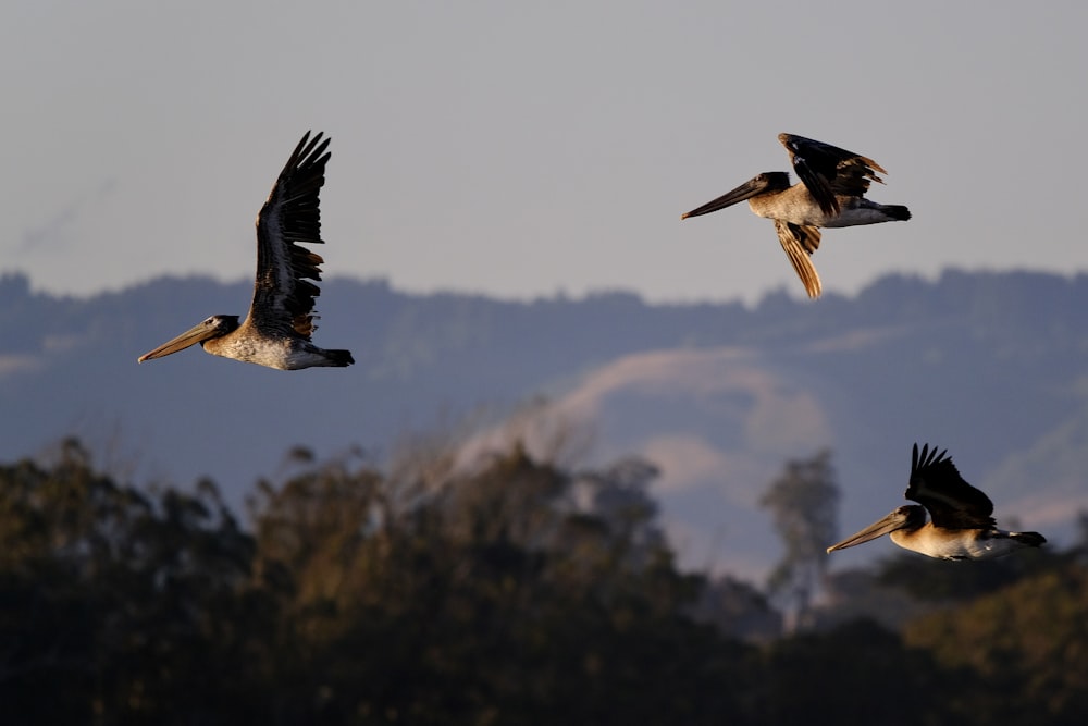 white and black bird flying during daytime