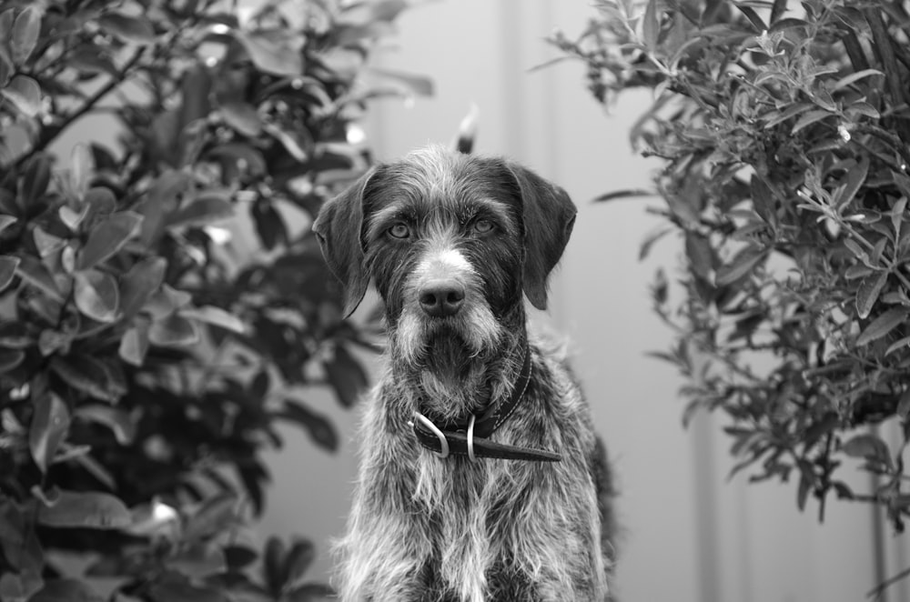 grayscale photo of long coated dog