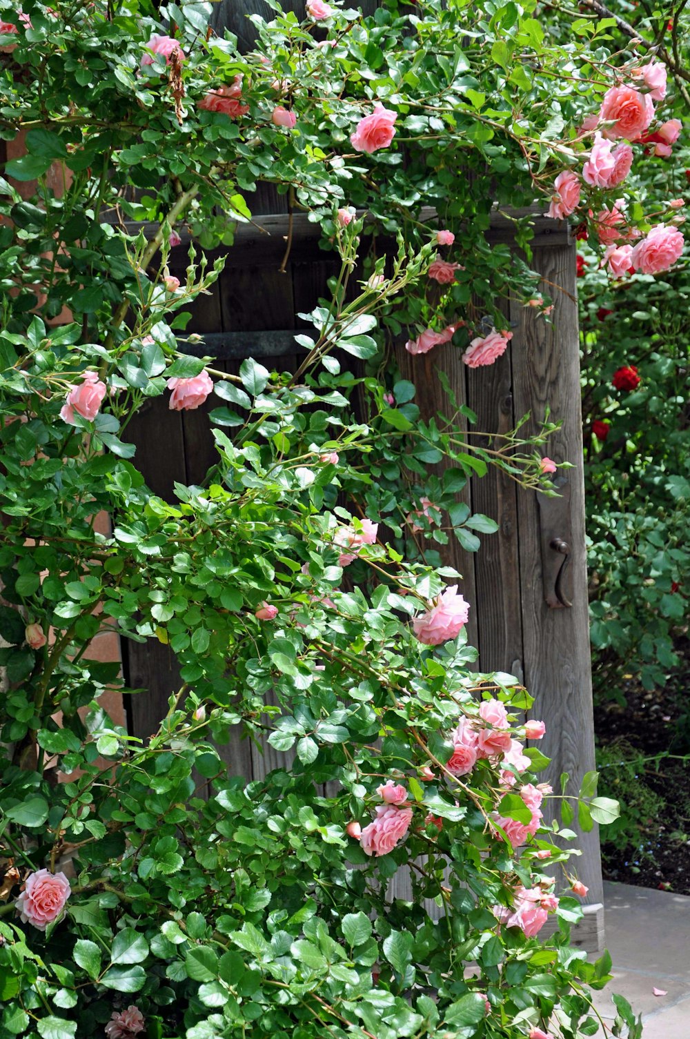 pink flowers with green leaves