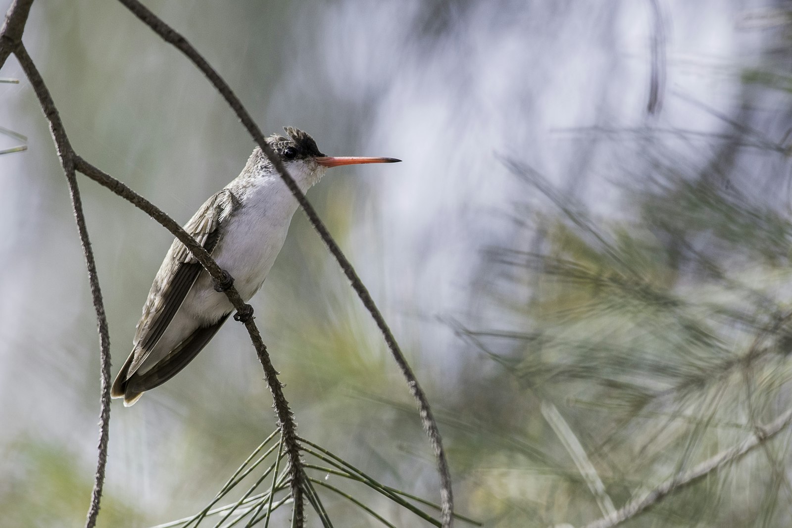 Nikon AF-S Nikkor 200-500mm F5.6E ED VR sample photo. White and brown bird photography