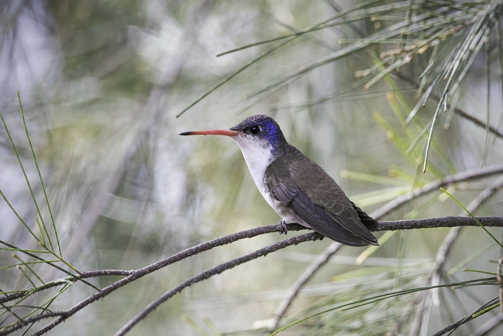 gray and white bird on brown tree branch