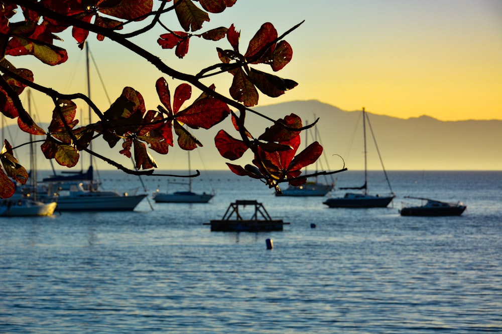 foglie marroni sulla barca di legno marrone sul mare durante il tramonto