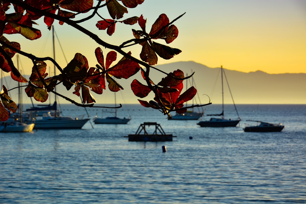 brown leaves on brown wooden boat on sea during sunset