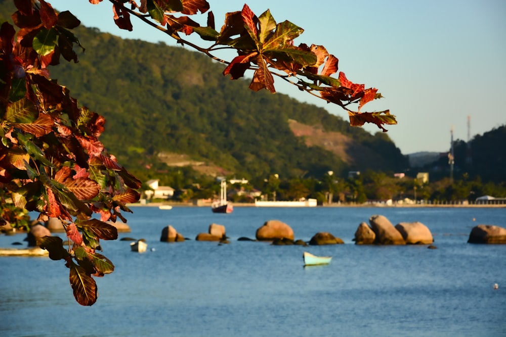 brown leaves on body of water during daytime