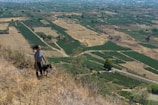 A person stands on a hill overlooking expansive agricultural fields, with a dog by their side. The landscape is a blend of green and brown, indicating cultivated farmland and dry patches. The fields are divided into neat sections, likely indicating different crops.