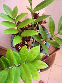 A potted plant with vibrant green leaves displaying water droplets sits on a tiled surface. The plant appears healthy, with several stems and leaves extending from the soil. The pot contains some dried plant material, adding texture and contrast. The background consists of a light-colored wall and a subtle shadow.