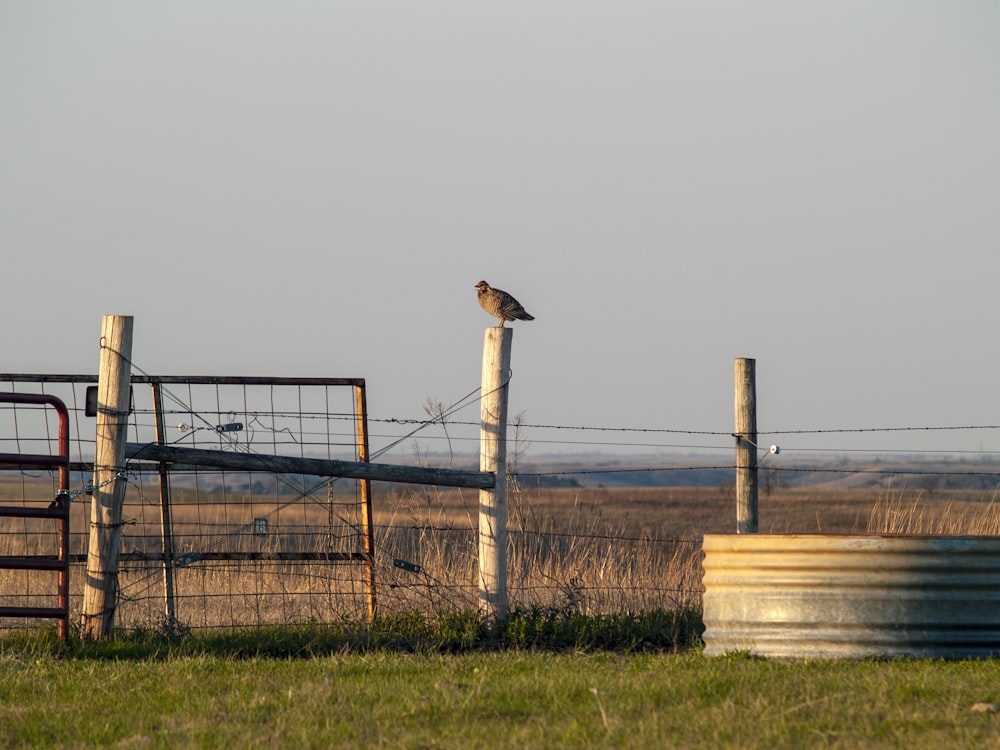 pássaro marrom no poste de madeira marrom durante o dia