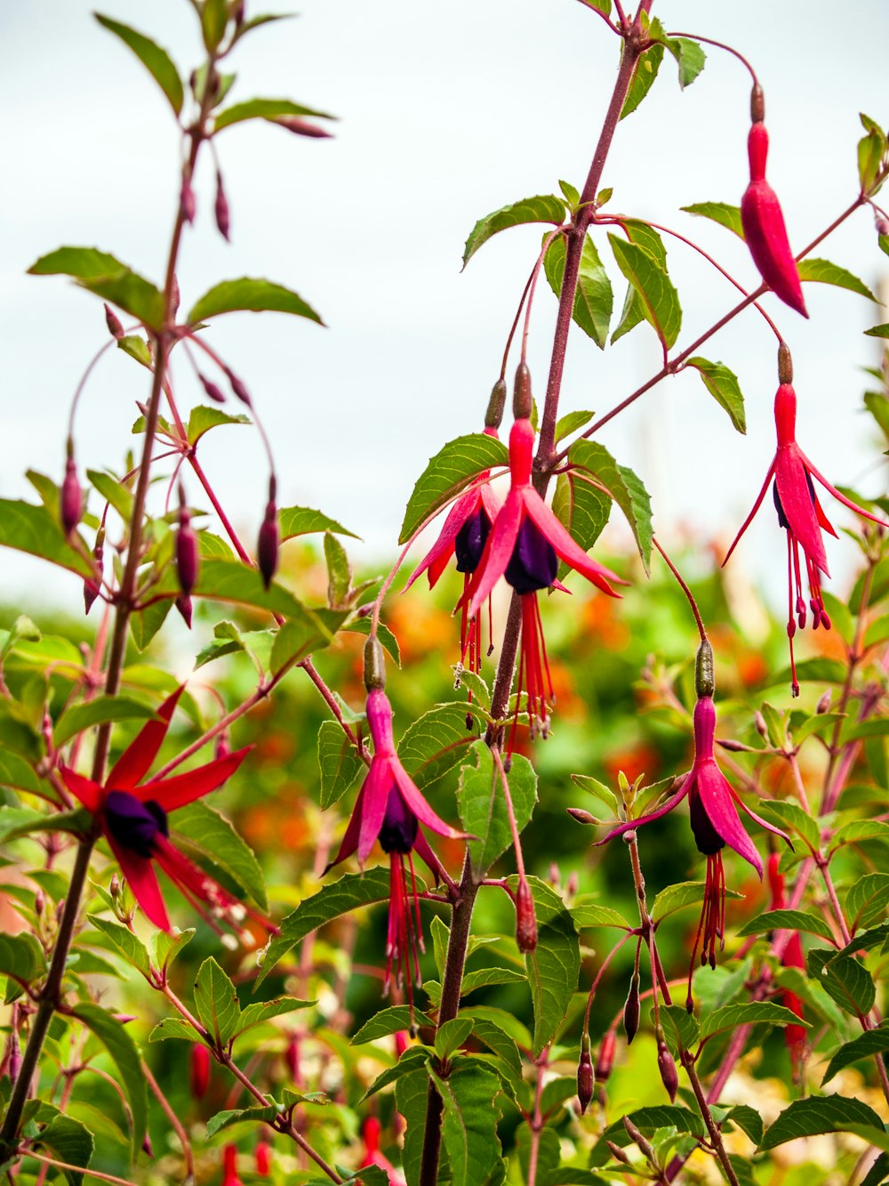 red and purple flower buds