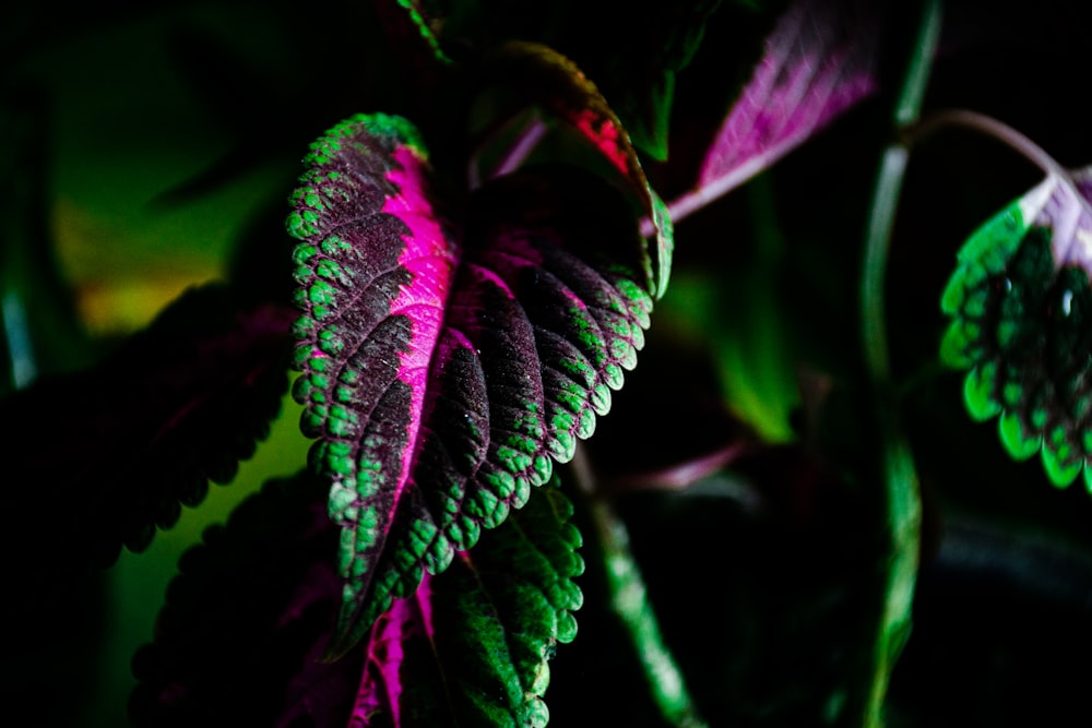 purple and green plant in close up photography