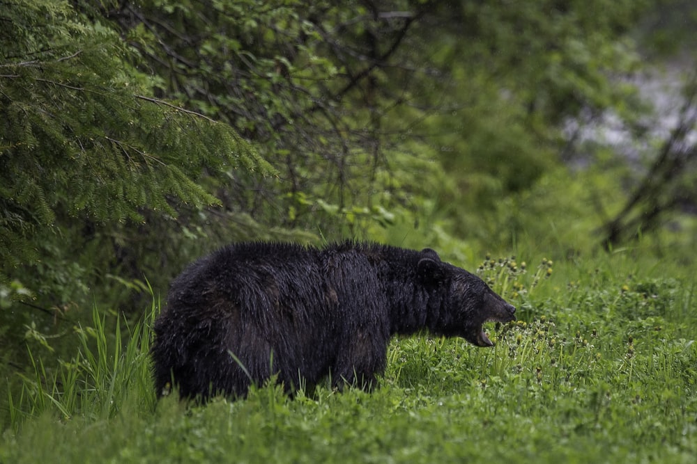 black bear on green grass during daytime