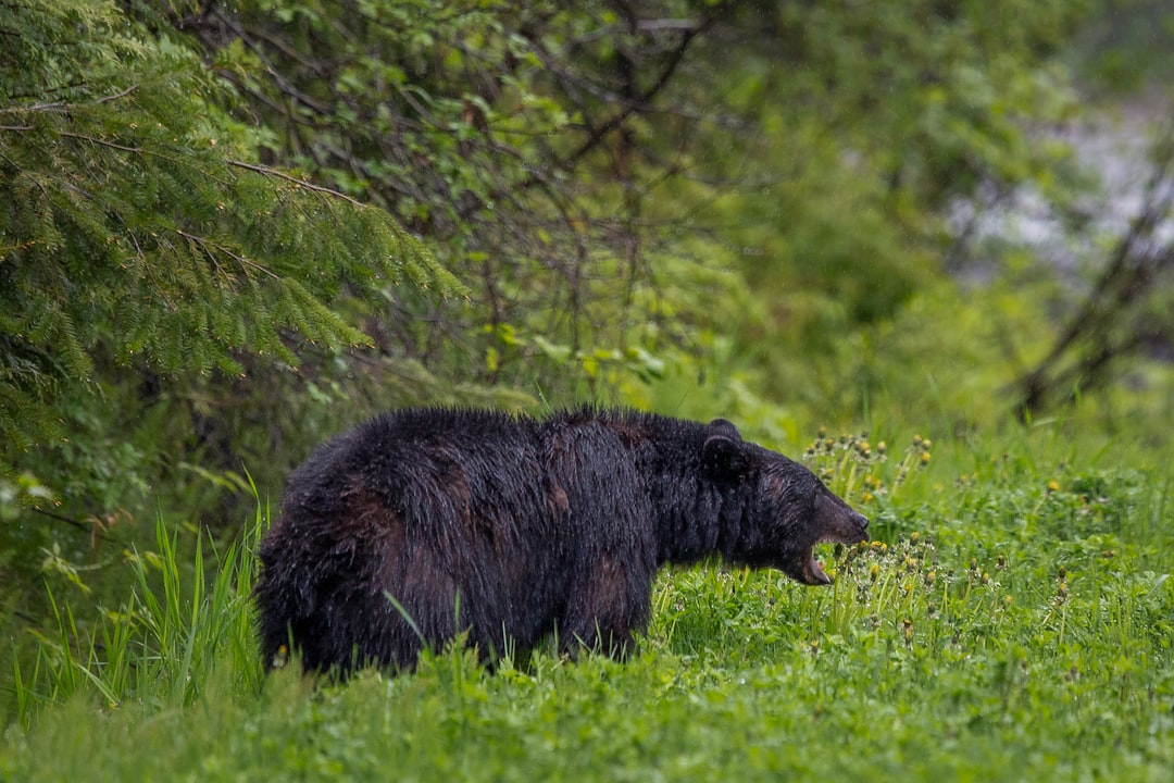 travelers stories about Nature reserve in E. C. Manning Provincial Park, Canada