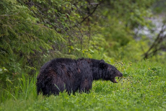 black bear on green grass during daytime in E. C. Manning Provincial Park Canada