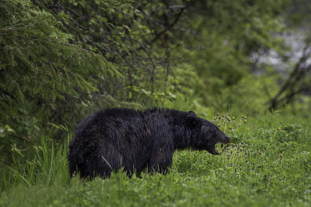 Ours noir sur herbe verte pendant la journée