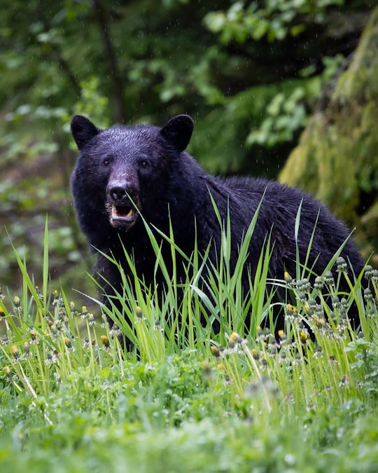 black bear on green grass during daytime in E. C. Manning Provincial Park Canada