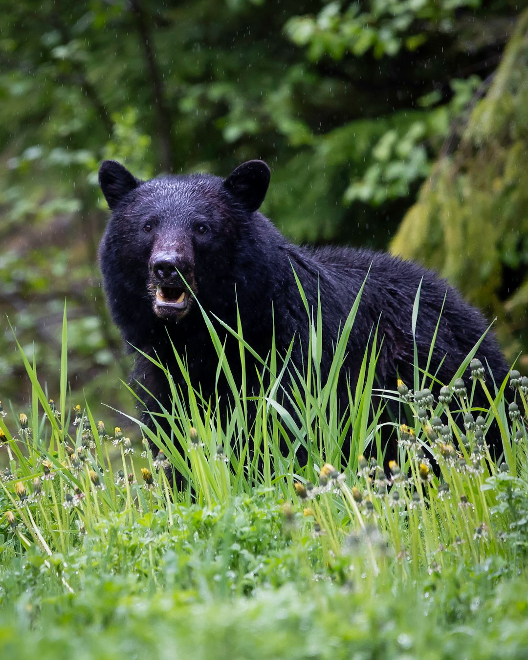 travelers stories about Wildlife in E. C. Manning Provincial Park, Canada