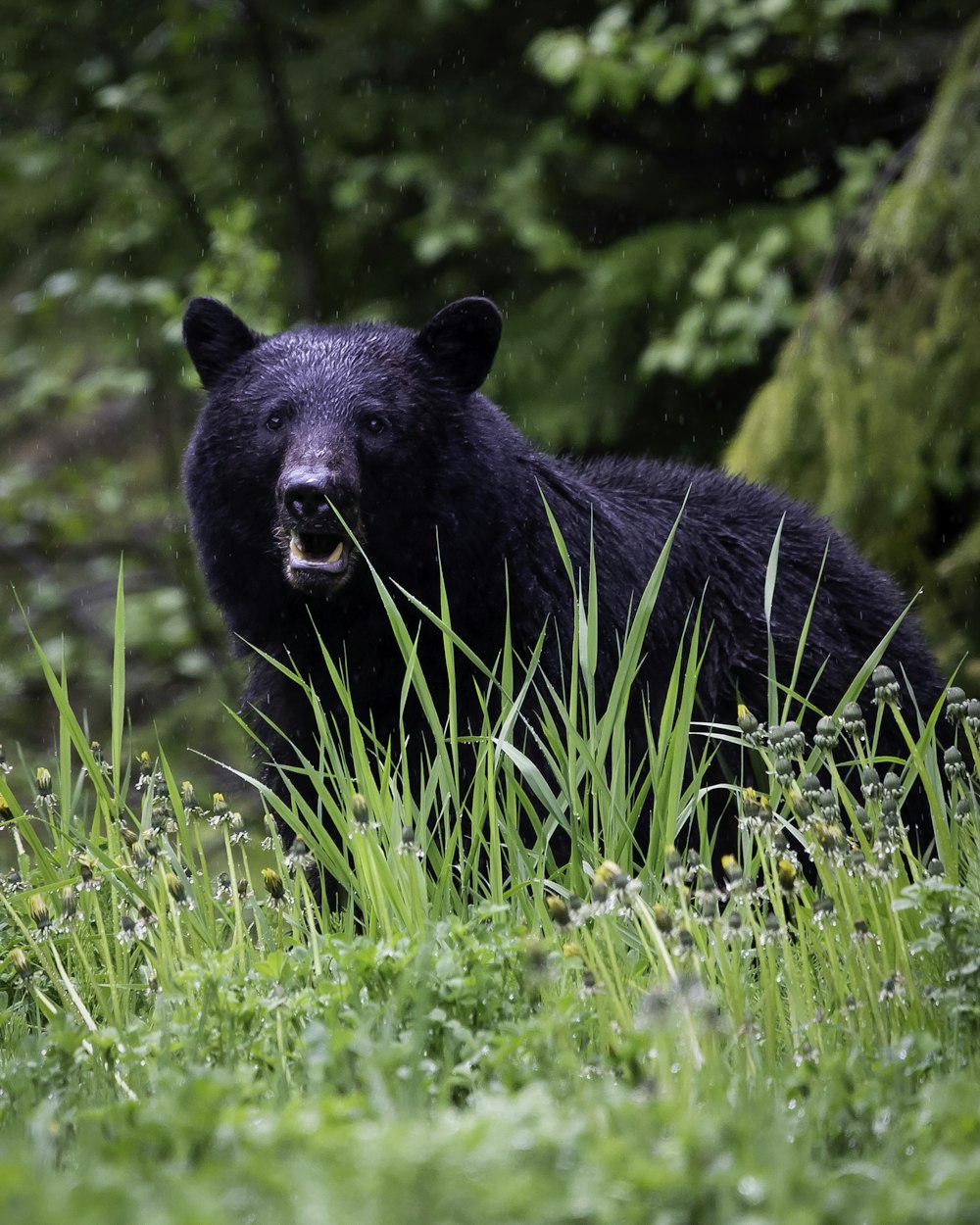 black bear on green grass during daytime