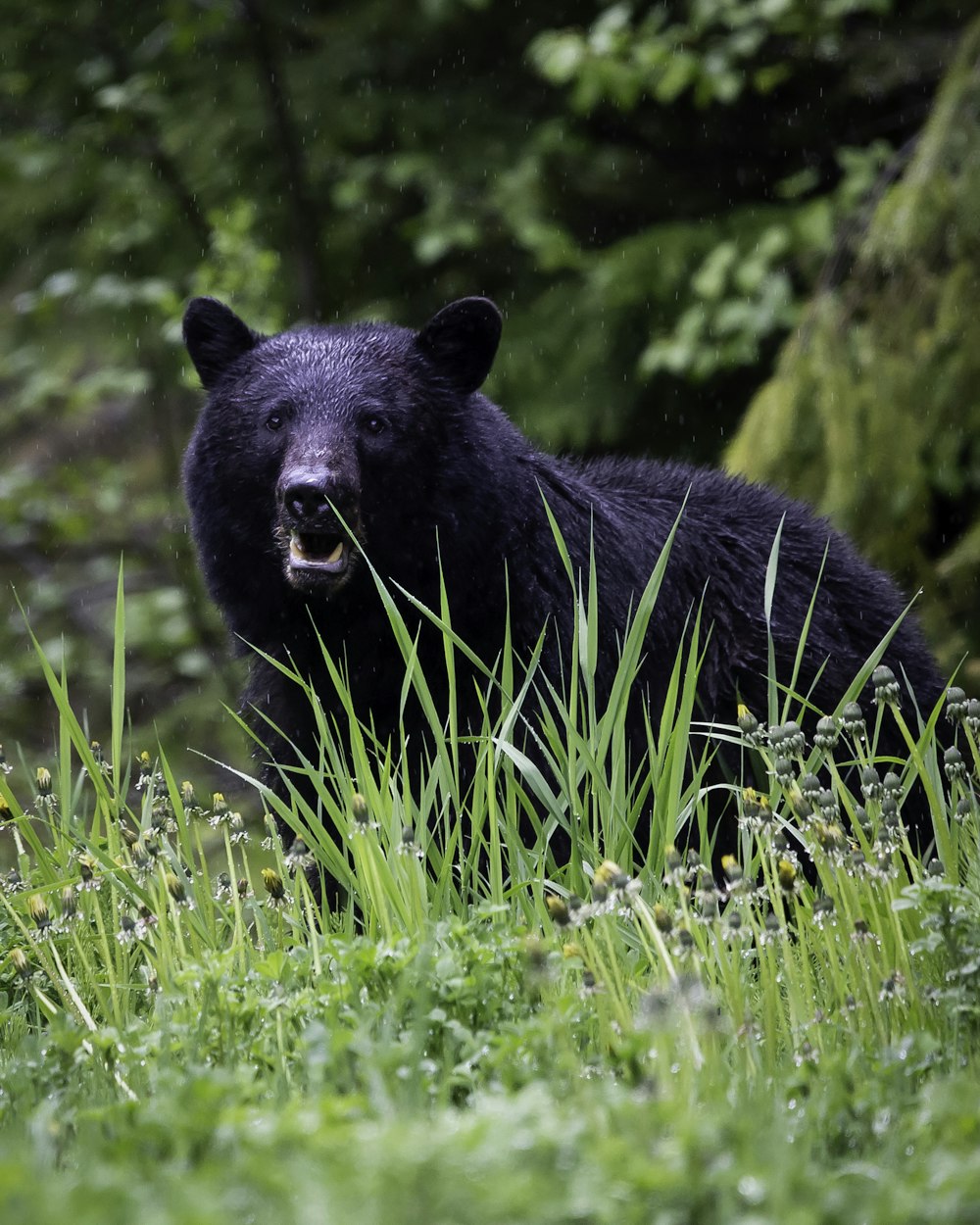 Oso negro en la hierba verde durante el día