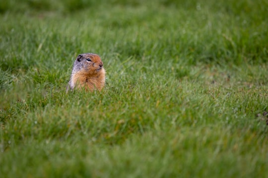 brown and white rodent on green grass field during daytime in E. C. Manning Provincial Park Canada