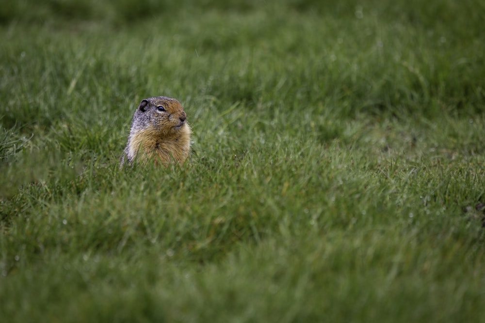 brown and white rodent on green grass field during daytime