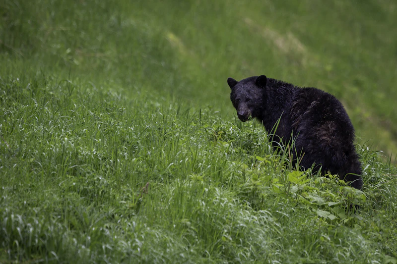 Black bear on a grassy hillside in BC
