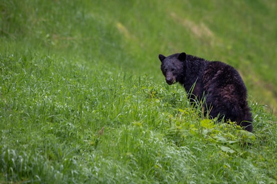 black bear on green grass field during daytime in E. C. Manning Provincial Park Canada