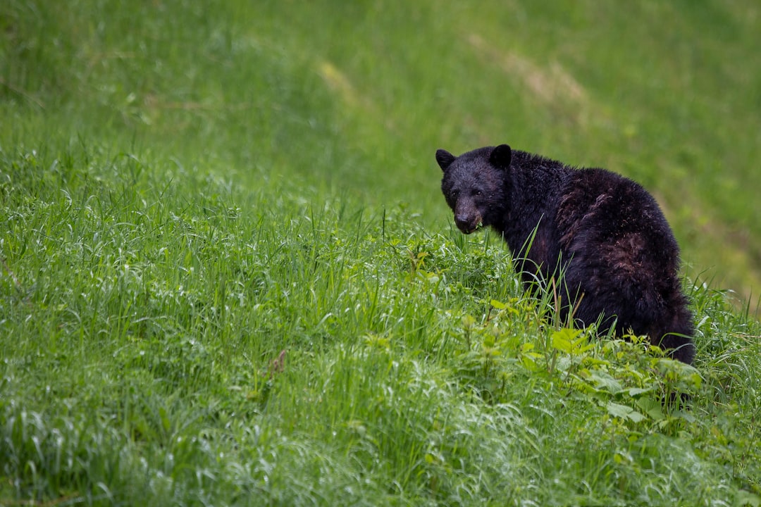 travelers stories about Wildlife in E. C. Manning Provincial Park, Canada