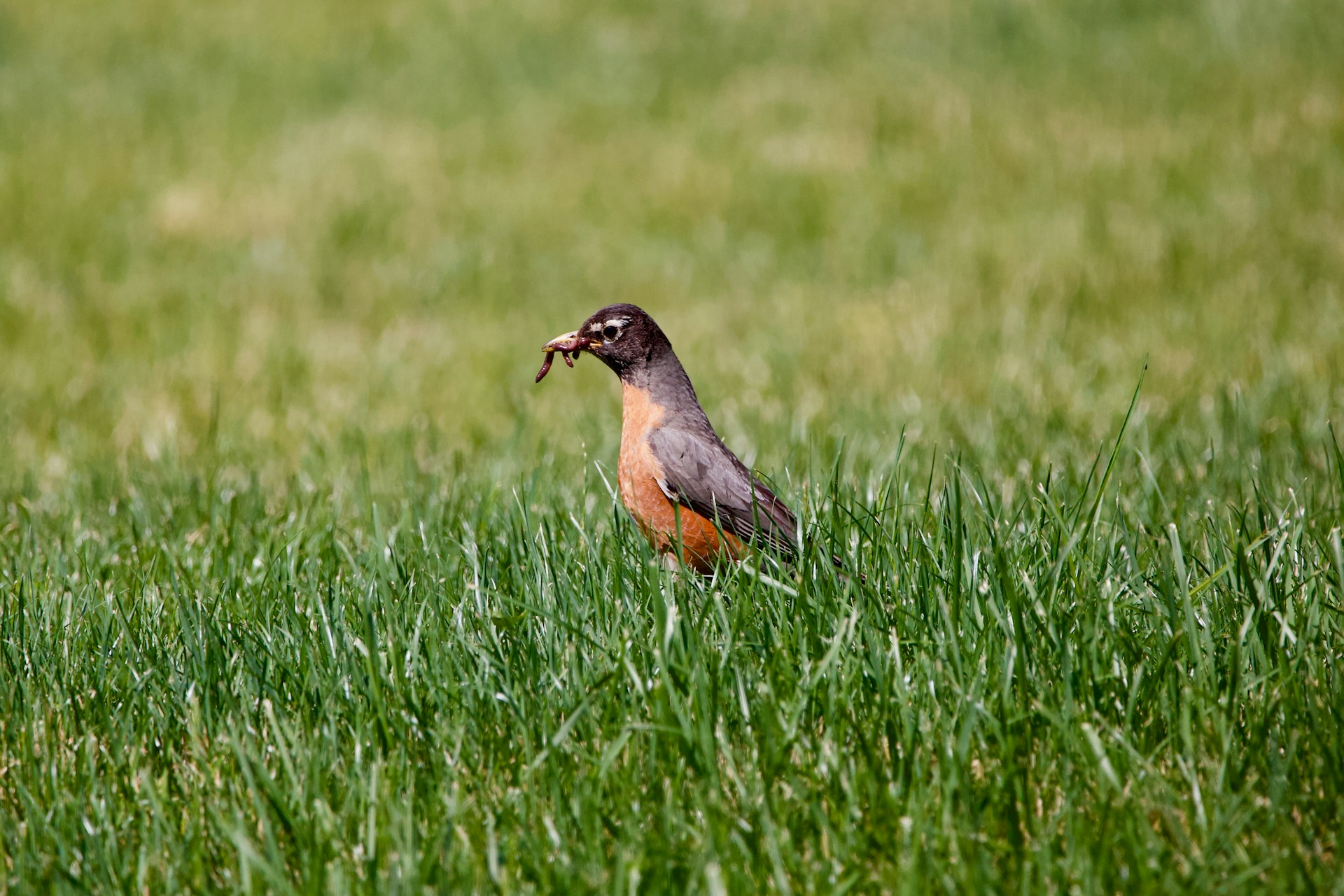 brown and black bird on green grass field during daytime