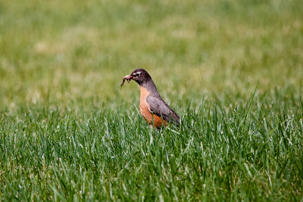 brown and black bird on green grass field during daytime