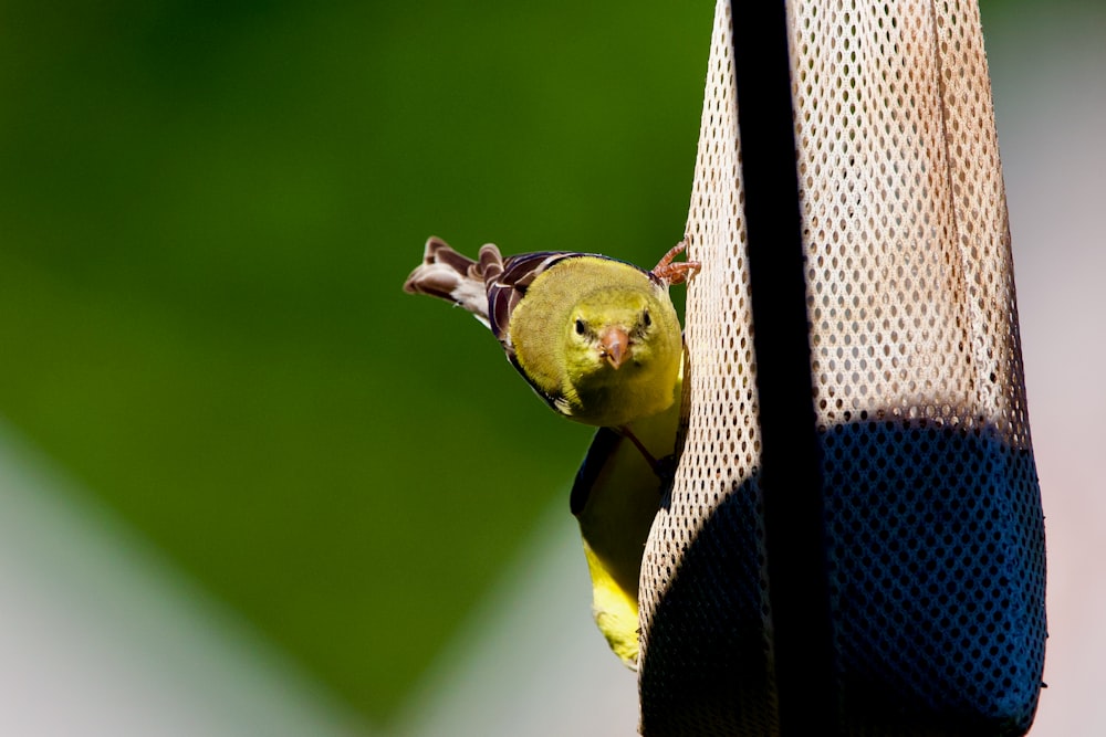 yellow and black bird on black metal fence